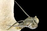 Cyphaspis Trilobite With Translucent Shell & Austerops #163377-11